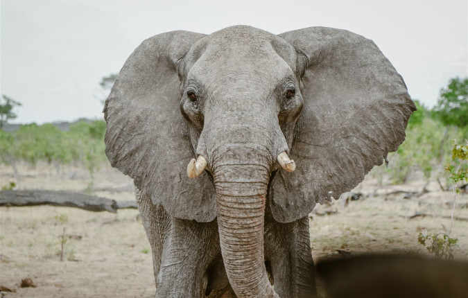 Botswana & Zimbabwe Lodge Safari