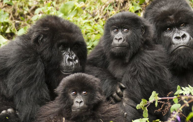 Remarkable Rwanda & Gorillas of Uganda