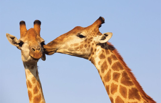 South Africa Family Safari with Teenagers