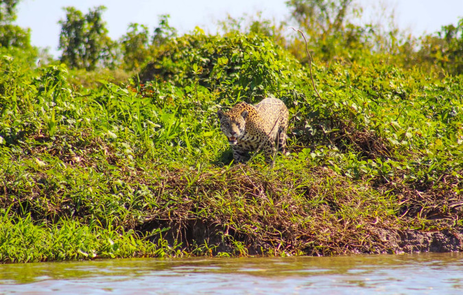 Pantanal - Land of the Jaguar