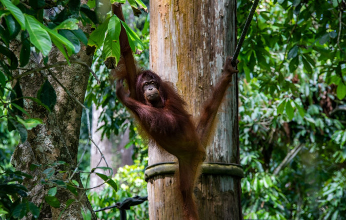 Journeys: Best of Borneo