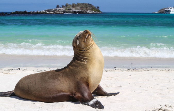Galapagos — North, West & Central Islands aboard the Yolita