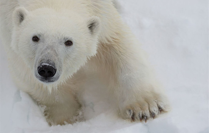 Spitsbergen Circumnavigation: A Rite of Passage