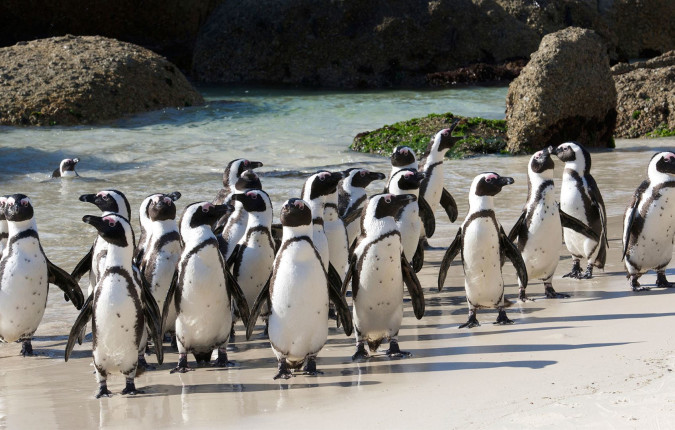 Journeys: Southern Africa Highlights
