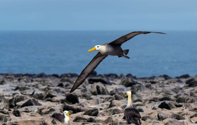 Galapagos - Central, South & East Islands aboard the Archipel I
