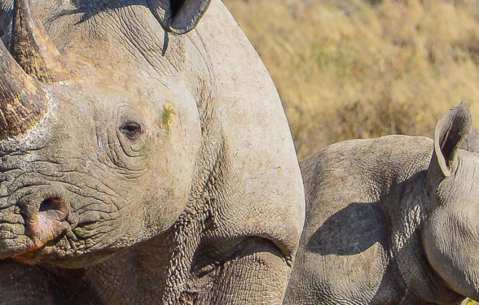 Botswana Family Safari with Teenagers