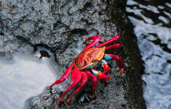 Galapagos Walking Adventure