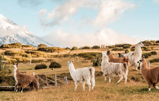 Ecuador Highlands 