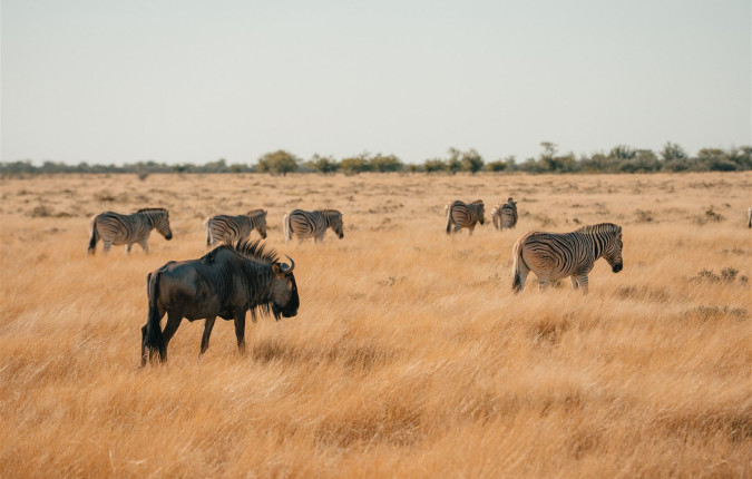 Botswana & Namibia: Delta & Dunes