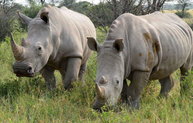 Botswana Family Safari with Teenagers