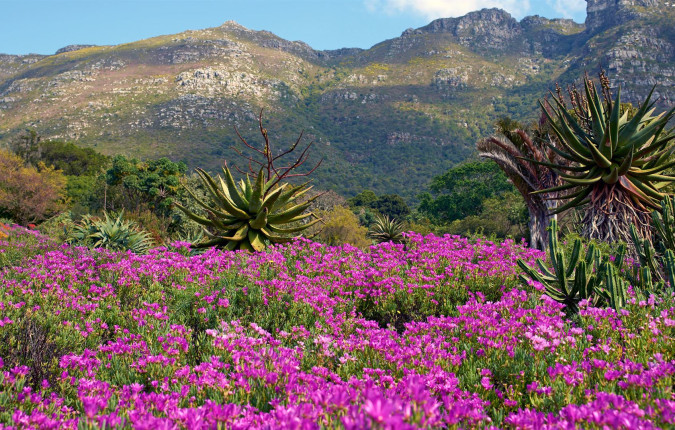 Journeys: The Great Southern Africa Safari