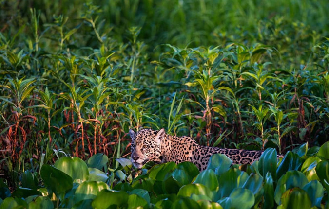 Pantanal - Land of the Jaguar