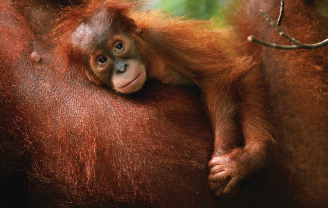 Indonesia Expedition: Orangutans of Kalimantan 