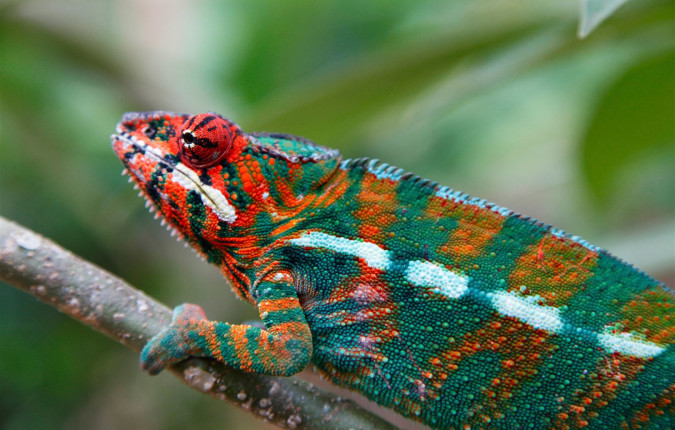 Highlights of Madagascar