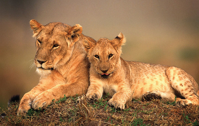 Kenya Camping Safari