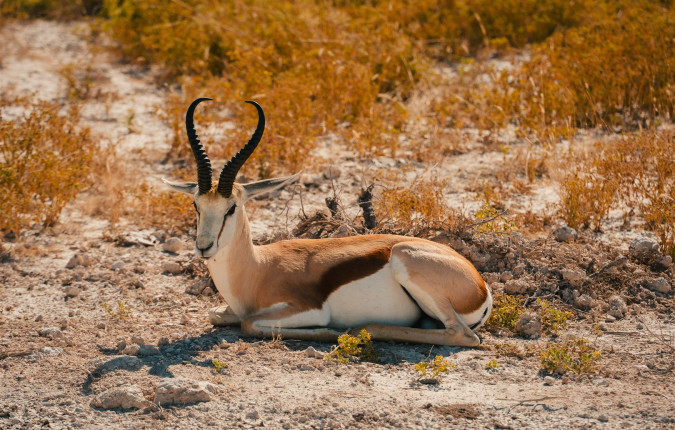 Botswana & Namibia: Delta & Dunes