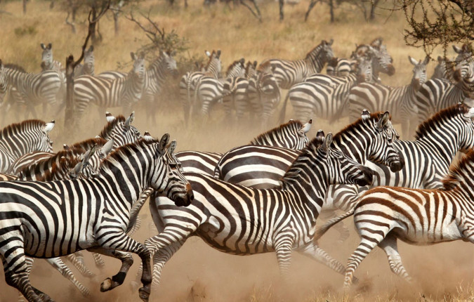 East Africa Safari & Coast