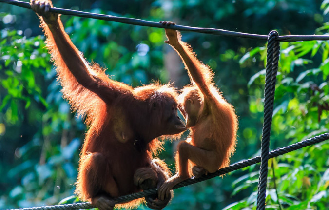 Borneo Wildlife Discoverer
