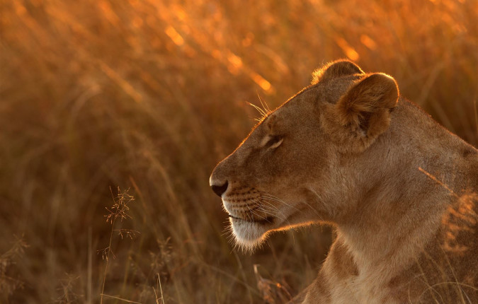 Kenya Safari Adventure