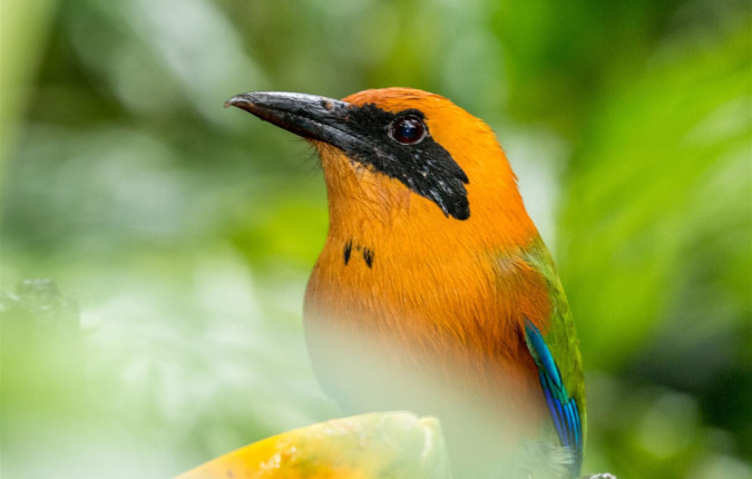 Discover Costa Rica