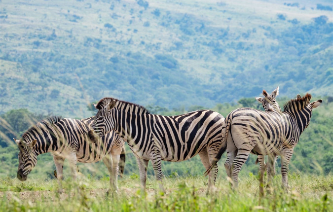 Southern Africa Safari: Kruger & Coast