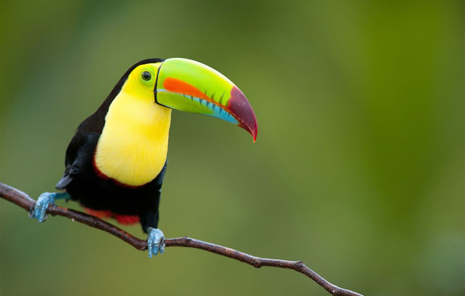 One Week In Costa Rica 