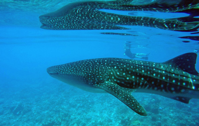 Marine Wildlife of the Maldives