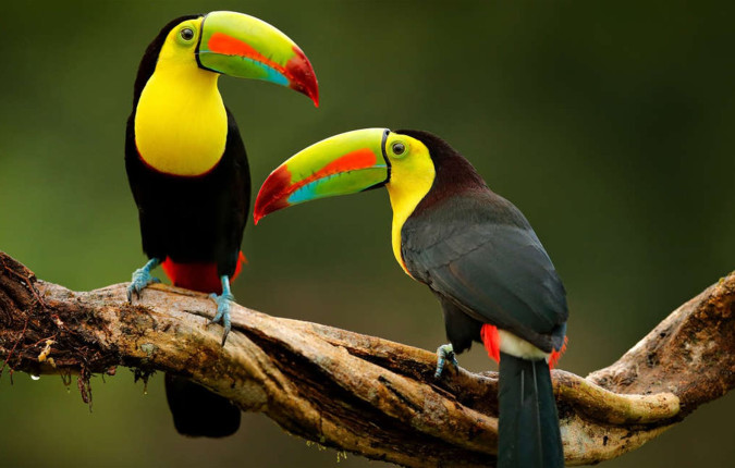 Family Belize Wildlife Adventure