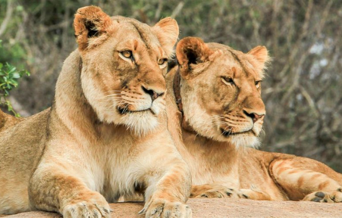 Premium Southern Africa
