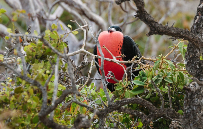 Galapagos Island Hopping