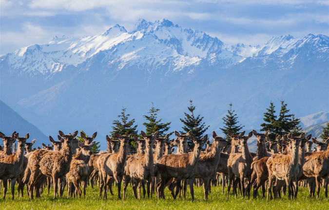 Premium New Zealand South Island