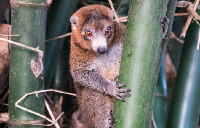Comoros: Wildlife Expedition