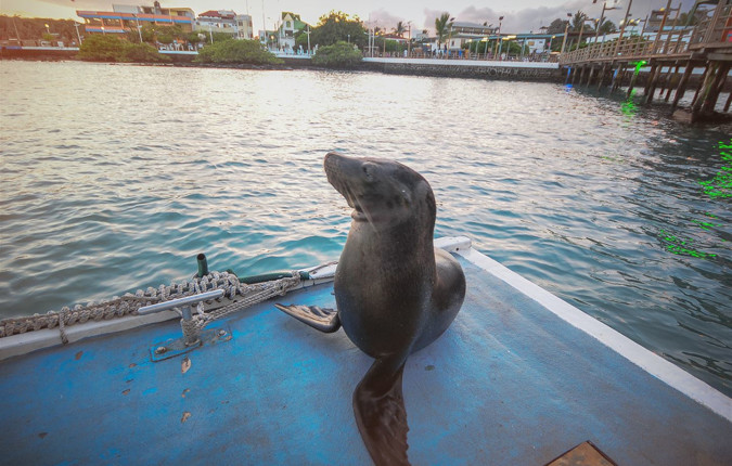 Galapagos Land & Sea — Central & South Islands aboard the Yolita