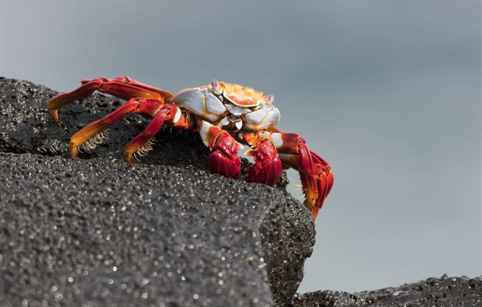 Galapagos Discovery