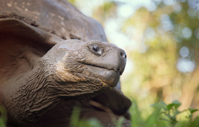 Galapagos Land & Sea — Central & South Islands aboard the Yolita
