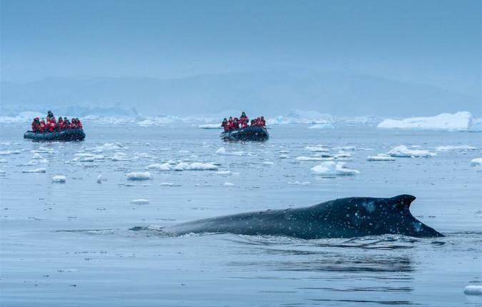 Best of Antarctica In Depth 