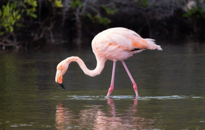 Ultimate Galapagos: Central Islands (Grand Daphne)
