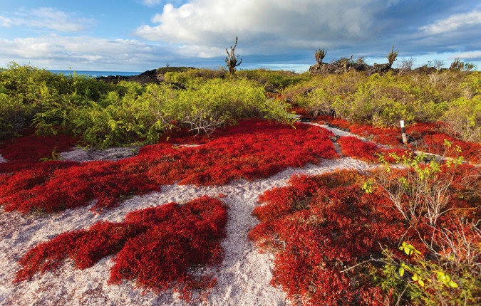 Complete Galapagos (Grand Daphne)