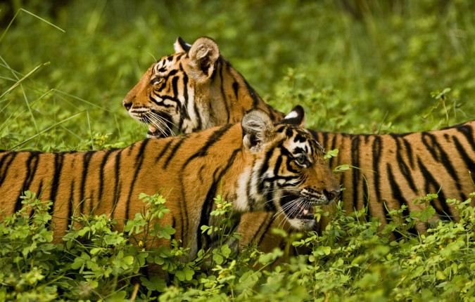 Premium India and Sri Lanka