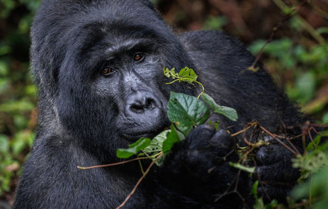 Remarkable Rwanda & Gorillas of Uganda