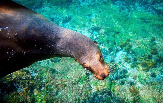 Galapagos Wildlife Cruise (Archipel I)