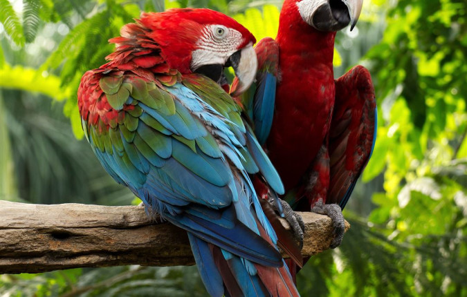Inca Trail & the Amazon Rainforest