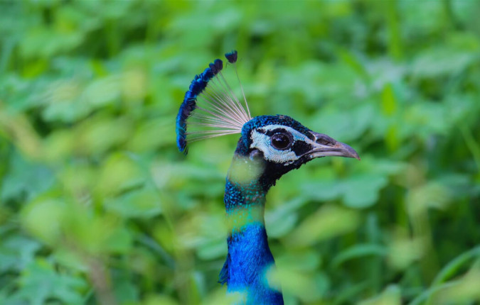 Highlights of Northern India - Summer itinerary