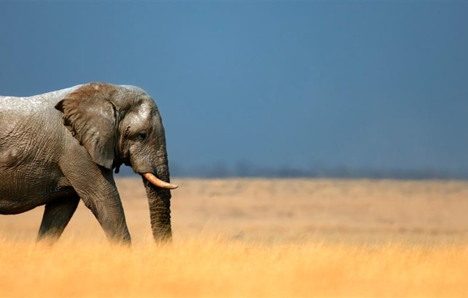 Namibia Discovery