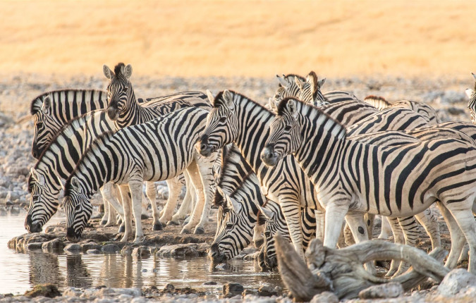 Cape Town to Victoria Falls - Hotel/Lodge