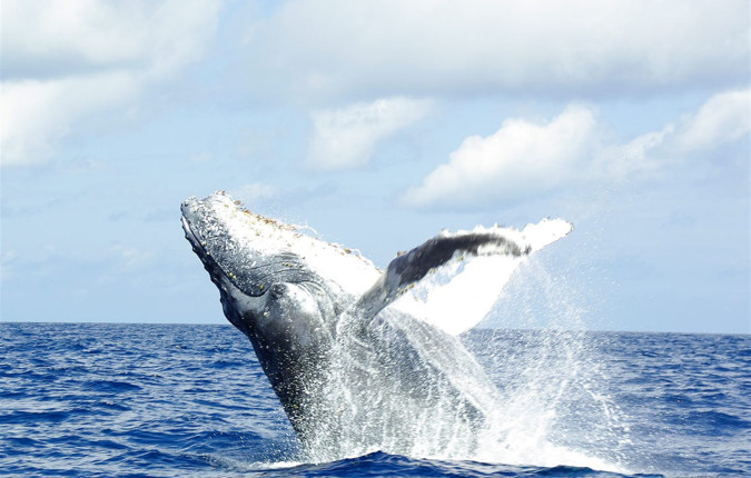 Comoros: Wildlife Expedition