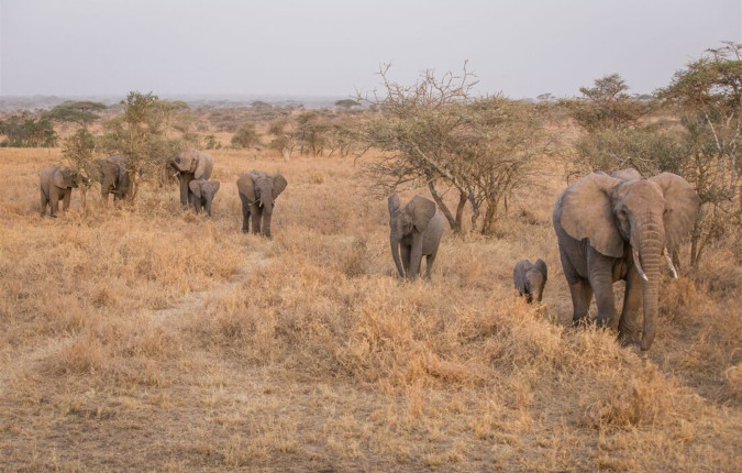 Serengeti & Kilimanjaro