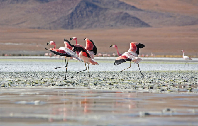 Explore Peru & Bolivia