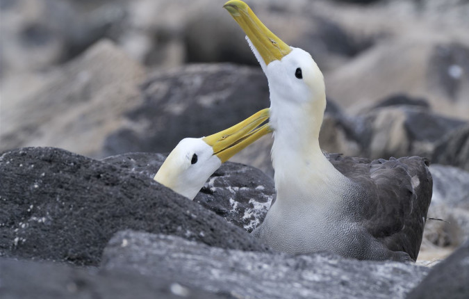 Galapagos Escape - Solaris (Itinerary C)