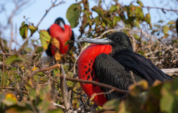 Galapagos Encounter: Southern Islands (Grand Queen Beatriz)